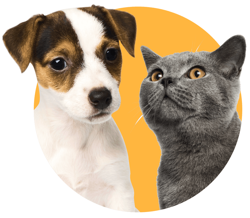 Orientación médica veterinaria